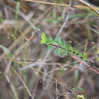 <i>Crotalaria hebecarpa</i>  (DC.) Rudd